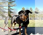 Small Photo #2 Rottweiler Puppy For Sale in Rockville, MD, USA