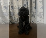 Small #11 Cockapoo