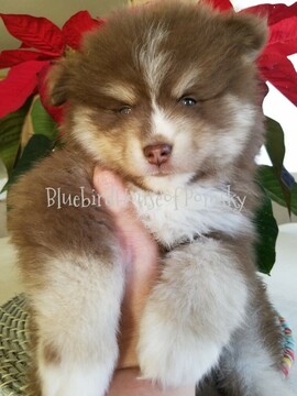 Medium Photo #32 Pomsky Puppy For Sale in ANDOVER, MN, USA