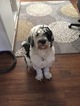 Small Photo #1 Portuguese Water Dog Puppy For Sale in TOOELE, UT, USA