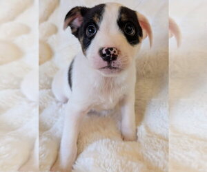 Mutt Dogs for adoption in Brooklyn Center, MN, USA