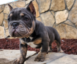 Puppy 5 American Bully