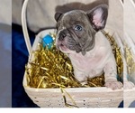 Small Photo #10 French Bulldog Puppy For Sale in ELM GROVE, WI, USA