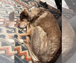 Small #3 Australian Shepherd-Chocolate Labrador retriever Mix