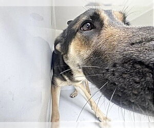 German Shepherd Dog Dogs for adoption in Houston, TX, USA
