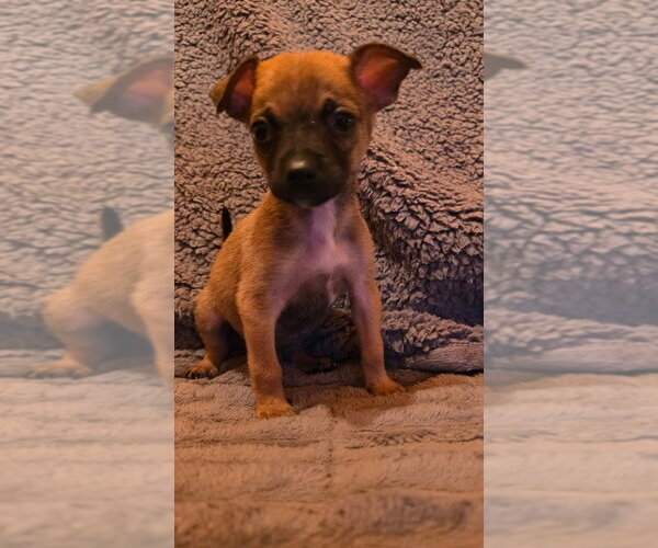 Medium Photo #1 Chihuahua-Unknown Mix Puppy For Sale in Aurora, IN, USA
