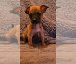 Country Cuties : Hank - Male Chihuahua-Unknown Mix Dog for Adoption - Small photo