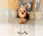 Small #11 Yorkshire Terrier