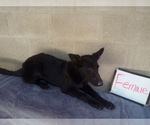 Small Photo #5 German Shepherd Dog Puppy For Sale in LOGAN, OH, USA