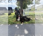 Small Photo #1 Bernese Mountain Dog Puppy For Sale in BRANSON, MO, USA