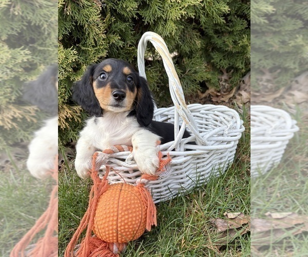 Medium Photo #2 Dachshund Puppy For Sale in MIDDLEBURY, IN, USA