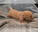 Small Photo #7 Golden Retriever Puppy For Sale in CRAWFORDVILLE, FL, USA