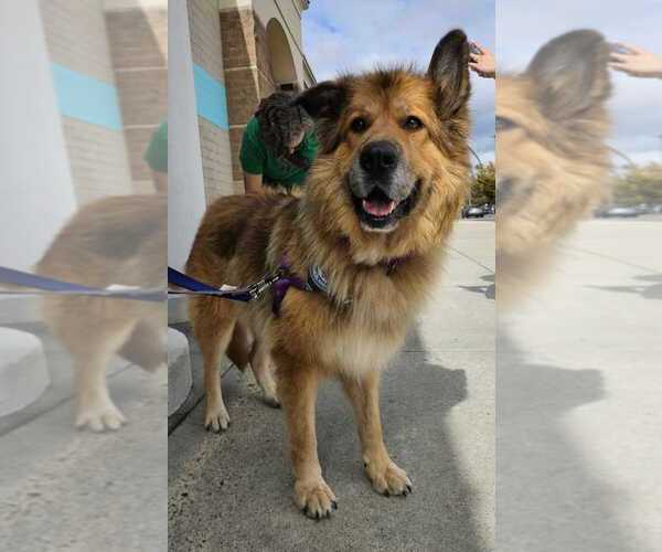 Medium Photo #7 German Shepherd Dog-Unknown Mix Puppy For Sale in Bethesda, MD, USA
