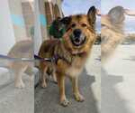 Small #6 German Shepherd Dog Mix