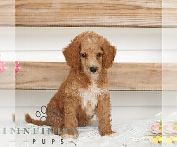 Medium Photo #1 Poodle (Miniature) Puppy For Sale in GAP, PA, USA