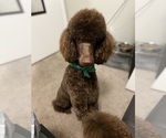 Small Photo #1 Poodle (Standard) Puppy For Sale in APACHE JUNCTION, AZ, USA