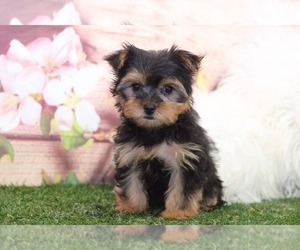 Medium Yorkshire Terrier