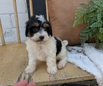 Small #6 Poovanese