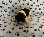 Small Photo #3 Goldendoodle Puppy For Sale in ARKOMA, OK, USA