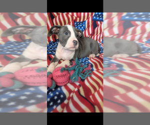 American Bully Puppy for sale in GROVETOWN, GA, USA