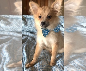 Pomeranian Puppy for sale in FORT JENNINGS, OH, USA