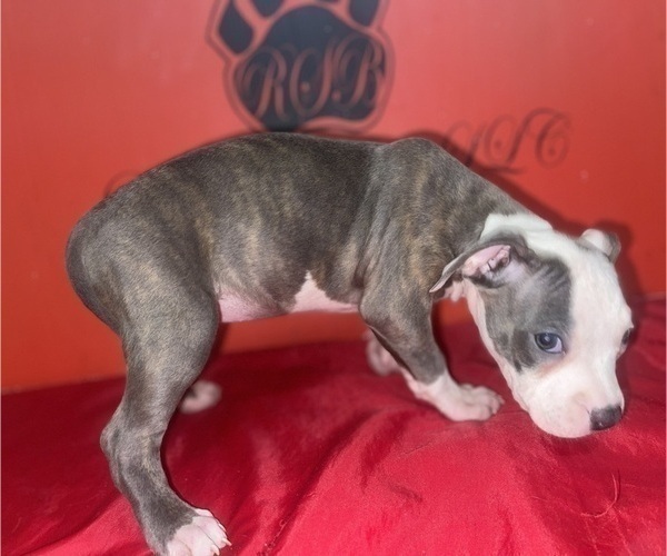 Medium Photo #6 American Pit Bull Terrier Puppy For Sale in TRENTON, NJ, USA