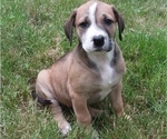 Small Photo #3 Great Dane-Labrador Retriever Mix Puppy For Sale in ESTACADA, OR, USA