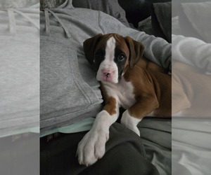 Medium Boxer