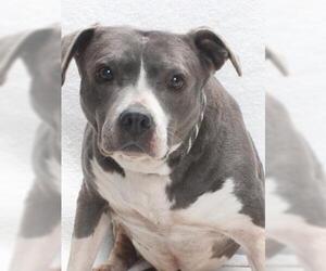 Mutt Dogs for adoption in Burbank, CA, USA