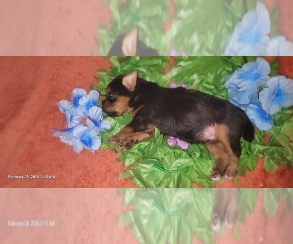 Medium Photo #16 Yorkshire Terrier Puppy For Sale in AKRON, OH, USA