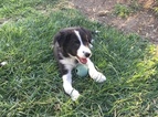 Small Photo #14 Border Collie Puppy For Sale in GUSTINE, CA, USA