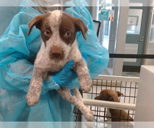 Mutt Dogs for adoption in Oklahoma City, OK, USA