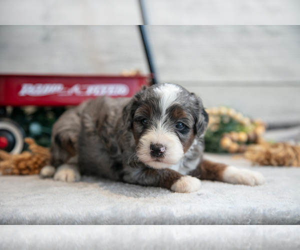 Medium Photo #3 Goldendoodle (Miniature) Puppy For Sale in MIDDLEBURY, IN, USA