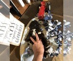 Small Photo #10 Cockapoo Puppy For Sale in BOGART, GA, USA