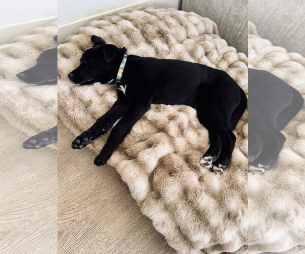 Medium Photo #5 Labrador Retriever-Unknown Mix Puppy For Sale in Sandy, UT, USA