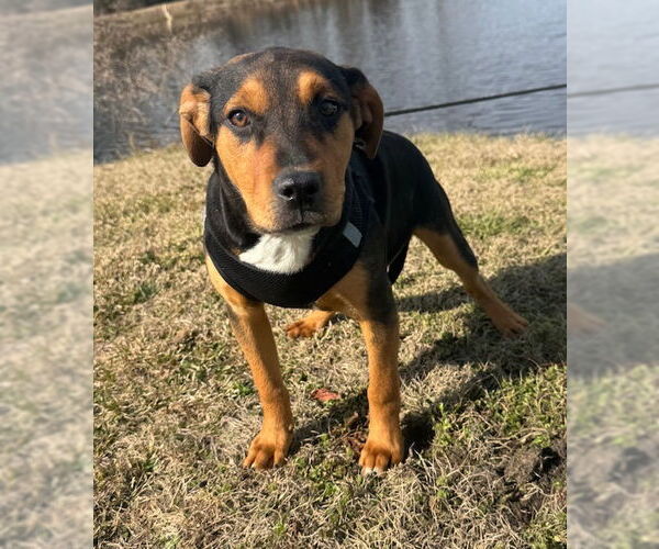 Medium Photo #2 Bulldog-Labrador Retriever Mix Puppy For Sale in Tarrytown, GA, USA