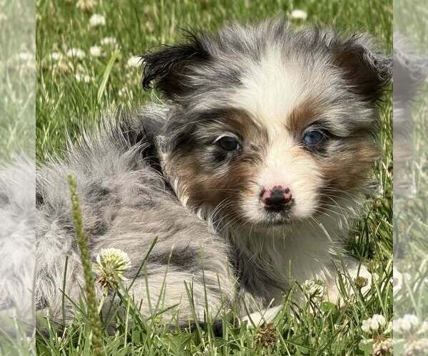 Medium Photo #5 Miniature Australian Shepherd Puppy For Sale in KEOTA, IA, USA