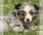 Puppy Amethyst Miniature Australian Shepherd