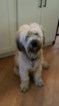 Small Photo #1 Soft Coated Wheaten Terrier Puppy For Sale in COATESVILLE, PA, USA