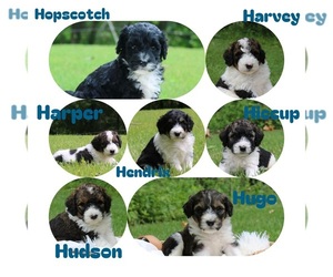 Bernedoodle Puppy for sale in KNOB NOSTER, MO, USA