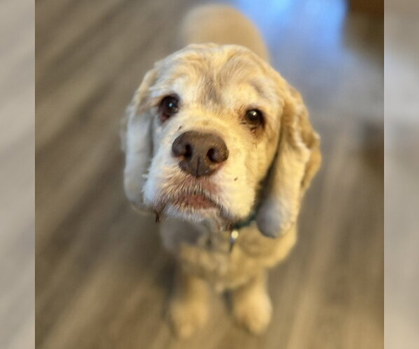 Medium Photo #11 Cocker Spaniel Puppy For Sale in Fargo, ND, USA