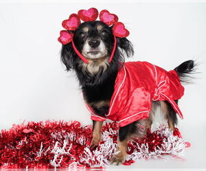 Colonial Cocker Spaniel-Dachshund Mix Dogs for adoption in phoenix, AZ, USA