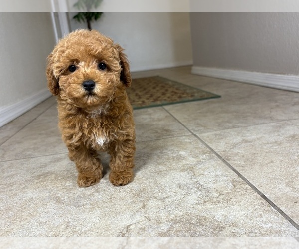Medium Photo #5 Maltipoo Puppy For Sale in TUCSON, AZ, USA