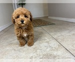 Small #4 Maltipoo