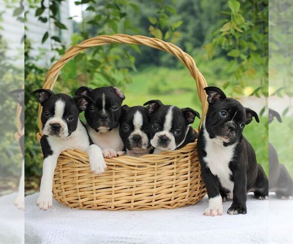 Medium Photo #2 Boston Terrier Puppy For Sale in MANHEIM, PA, USA