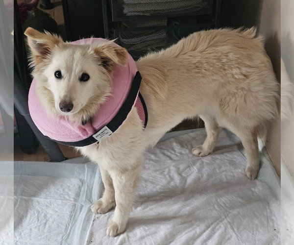 Medium Photo #2 Pomeranian-pomeranian spitz Mix Puppy For Sale in Jackson, NJ, USA