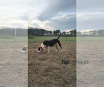 Small Photo #3 American Pit Bull Terrier-Unknown Mix Puppy For Sale in Farmerville, LA, USA