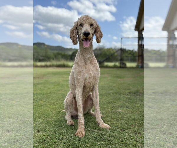 Medium Photo #1 Poodle (Standard) Puppy For Sale in PIPE CREEK, TX, USA