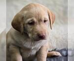 Small #1 Labrador Retriever