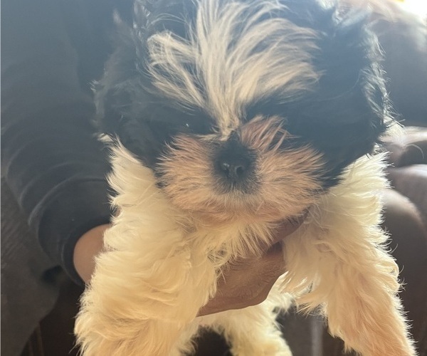 Medium Photo #1 Shih Tzu Puppy For Sale in DOUGLASVILLE, GA, USA